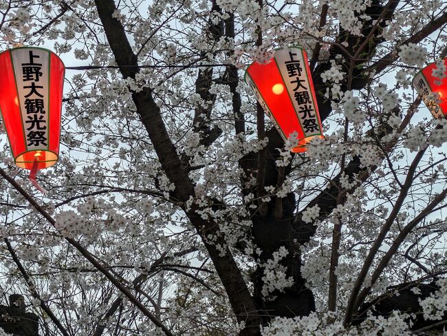 4月4日、上野公園にお花見に行ってまいりました。<br />おりしもその日は東京に桜の満開宣言が出された日でしたが、天気予報は雲・雨と芳しくありません。でもこの日を逃したら、今年はチャンスはないかもしれないかもと思い決行しました。<br />幸い雨に降られることもなく、美しい桜の花を愛でることができました。<br /><br />それにしてもあっちもこっちも周りを見れば外人客だらけです。外人さん率が半端ない。<br />そりゃーそうですよね。ここのところの日本の急激な円安で外国人観光客にとっては、「日本って物価が安～～い！！」状態ですものね。<br />反面円安で海外に行けない私たちにとっては「いいなーいいなー」と指をくわえてみているばかり。<br />日本銀行総裁さん、財務大臣さん、早く何とかしてくださいよ。<br />