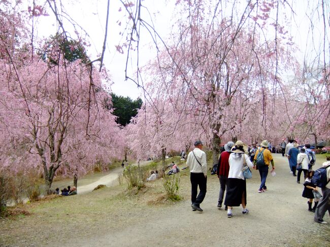 奈良県東吉野村にある「高見の郷（たかみのさと）」<br />1000本余りあるしだれ桜は圧巻です。<br />個人が林業の行く末を考え、桜なら収入になると植えたそうです。<br /><br />入園料大人1500円　小中学生500円<br />駐車場無料<br />第1から第7まであり入場口（チケット売り場）まで<br />奈良交通のバスでピストン輸送してくれます。<br /><br />休日は大渋滞。<br />平日の10時頃に着いたのですが<br />それでも第7駐車場に行かされました。<br />バス待ちの間に駐車場が満車に！<br />行くなら9時までには到着した方がいいですね。
