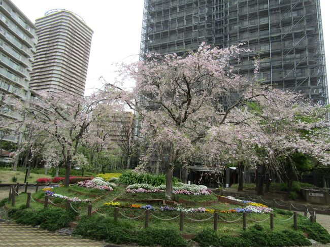 　今朝は出掛ける時は曇っていた。次第に天気が回復するという予報であったが、お昼前から雨になった。<br />　そんな雨でも、何年か振りにパークシティ新川崎の中庭の枝垂れ桜の姿を確認した。<br />　パークシティ新川崎は昭和62年（1987年）4月に竣工した。その時に植えたのがこの3本の枝垂れ桜である。<br />　ここの枝垂れ桜はこの何年間は殆ど生長しなかった感じだ。しかも雨の日の桜であり、枝垂れ桜といっても華やかさがない。やはり、桜は晴れた日でないと駄目だ。<br />（表紙写真はパークシティ新川崎の枝垂れ桜）<br />　