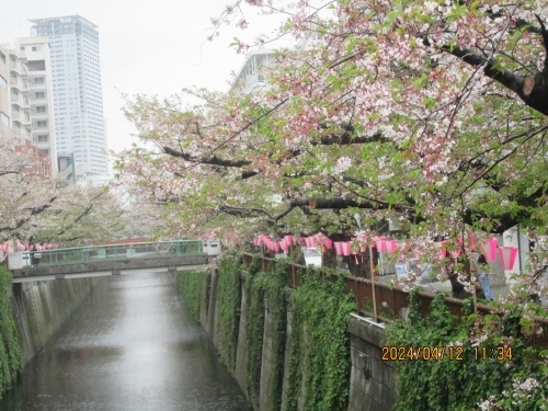 目黒区の目黒川・桜並木・2024年