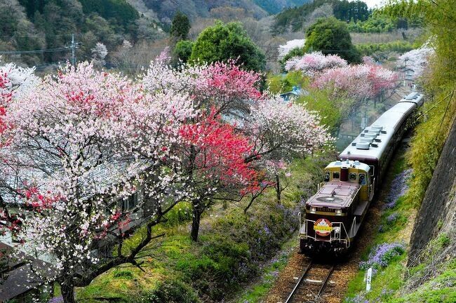 わたらせ渓谷鉄道の名物「花桃」は既に終わりの頃だったが、<br />わずかな残りと満開の桜に救われてなんとかまとめてみた。<br />　<br />2024.04.11　<br />JR本庄～高崎～(新前橋)～桐生~【わたらせ渓谷鉄道】～神戸<br />　