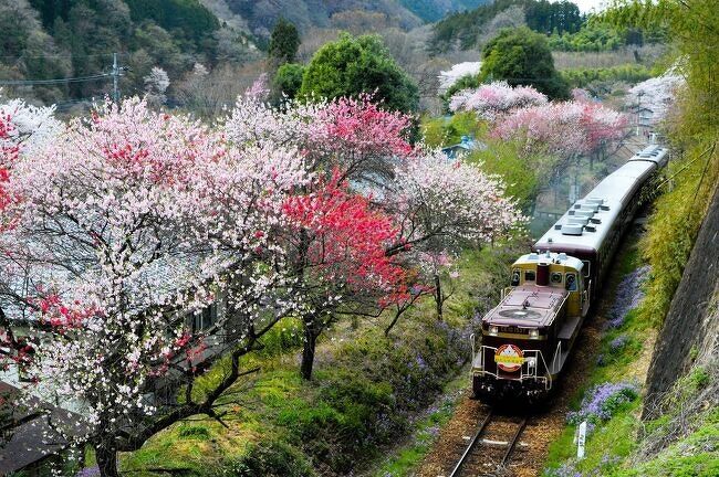 わたらせ渓谷鉄道の名物「花桃」は既に終わりの頃だったが、<br />わずかな残りと満開の桜に救われてなんとかまとめてみた。<br /> <br />2024.04.11 <br />JR本庄~高崎~(新前橋)~桐生~【わたらせ渓谷鉄道】~神戸<br />