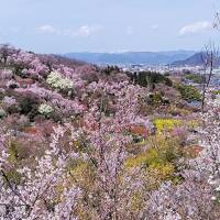 2024年4月7日～うつくしま福島の春(１)花見山～二本松のしだれ桜、信夫山、荒川桜づつみ公園の桜