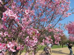 舎人ライナーに乗ってみたら舎人公園へたどりついた