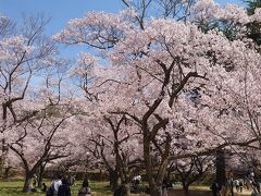 高遠桜　一筆書きの旅