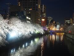 ヨコハマ大岡川の夜桜と野毛のビストロ