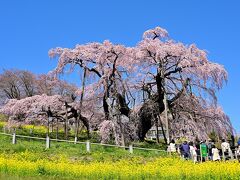 三春滝桜