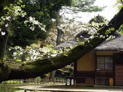 上野の杜でお花見　2024