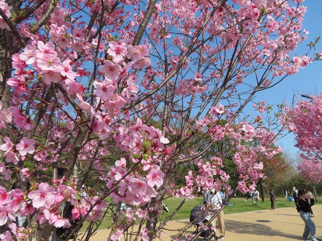日暮里舎人ライナーという乗り物があるのだけれど、なかなか乗るチャンスがありませんでした。<br />一度是非乗ってみたいなと思っていたら、舎人公園で桜が咲いたという記事を見かけました。<br />天気が良かったので、それではと、思い切って行ってみることにしました。<br />利用客は沿線住民ばかり。（多分）<br />観光用の乗り物ではありませんでしたね。