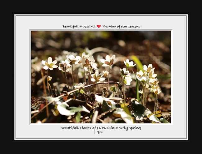 ★福島の四季折々の花や自然風景を紹介している<br />“福島・四季・彩々”は１年振りですが回を重ねＰａｒｔ,１１９に<br />なりました。<br />単独ネタにするには写真が少なかったり<br />あまり脈絡がないネタだったりですが、<br />それらを強引につなぎ合わせたのが“福島・四季・彩々”で<br />福島県の自然のネタと言う事以外にはあまり共通点はありませんが<br />今回は春の野の花をご紹介します。<br /><br />今年の春の天気予報は当初は暖春のはずでした。<br />たしかに１月２月は暖かい日が多く桜の開花も<br />例年よりかなり早くなる予想でしたが<br />３月になってから寒の戻りが長引き予想は大外れ、<br />暖春どころか１３年ぶりの寒春になってしまいました。<br />１３年前と言うと、そう東日本大震災があったあの年です。<br />あの年も寒い春で大地震の翌日に<br />雪が降ったのを覚えています。<br />どんな辛い冬が続いても春は遅れても必ず訪れます。<br />その喜びは一入（ひとしお）でした。<br />能登大地震の被災者の皆さんもそんな思いだったことでしょう。<br /><br />