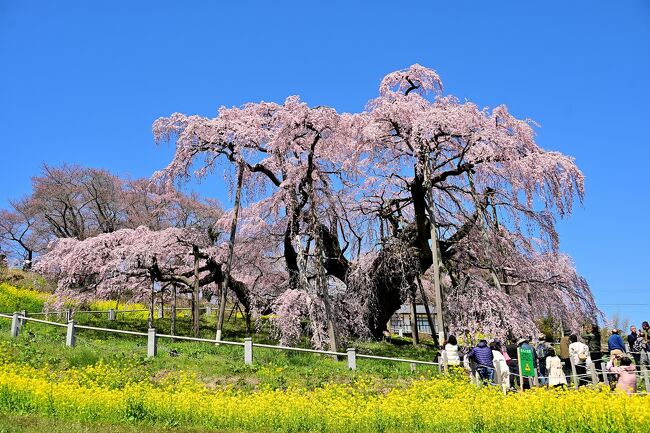 2024年春の「青春18きっぷ」で福島県・三春の滝桜へでかけました<br /><br />樹齢1000以上と云われる滝桜いつもは記事を読んだり写真見て凄いと思っていましたが、18きっぷも今日で終了、ふと思い立ってでかけました<br /><br />日本三大桜というのがあるらしいのですが<br />三春滝桜、岐阜県の根尾谷淡墨ザクラ、山梨県の山高神代ザクラ<br />が三大桜だそうです<br /><br />曇り空の続いた月初めでしたが10日の朝は素晴らしい青空が広がつてワクワク<br />でした<br /><br /><br />以下動画でもご覧いただけます<br /><br />https://youtu.be/IxGofN36BLc