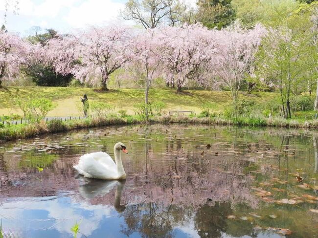 今年満開になってからの一週間の桜風景をまとめてみました