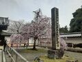 春の旅　西国三十三ヶ所　醍醐寺　今熊野