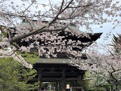 桜満開の建長寺@北鎌倉