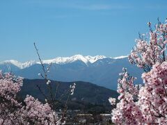 高遠の桜2024