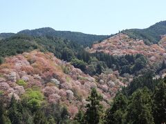 一目千本・吉野の桜は見事なり