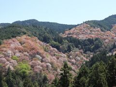 吉野の桜