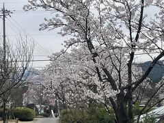 城端　桜ヶ池の桜