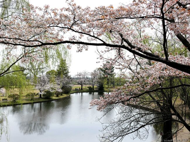 群馬県大泉町の「御正作公園」へ、サクラを見に行きました。サクラ（ソメイヨシノ？）はほぼ満開、他に２種類くらいのサクラが綺麗に咲いていました。<br /><br />八重桜と鬱金桜は、花芽が膨らみ始めてますが、開花はもう少し先になりそうです。