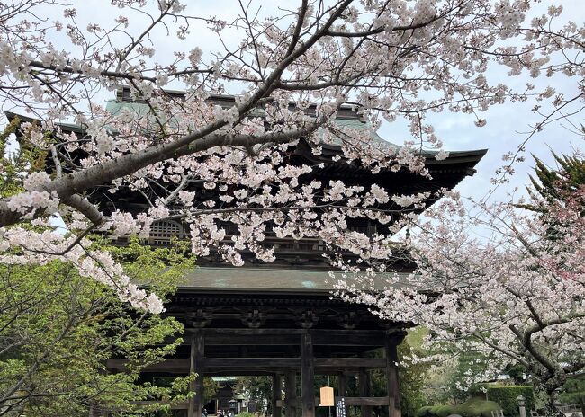 以前からこの日に北鎌倉へ行こうと予定していました。<br />桜はほぼ満開でしたー。<br /><br />北鎌倉に着いてすぐ、予約していた「ぬふ・いち」でランチして<br />建長寺に行き、天狗様のいる半僧坊迄上りました。<br />その後鶴岡八幡宮に行き<br />段葛を通って、途中「豊島屋洋菓子舗 置石」でお茶して<br />鎌倉駅から帰宅しました。<br /><br />この日の歩数は17,561歩でした。