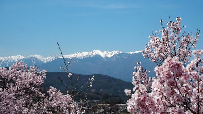 今年は桜の咲くのが遅いので去年より1週間遅れとなった。そんな中宿や足を確保するのはやっかい。満開の時に晴天だとも限らないし。ということで再び融通のきくあずさ1号にて茅野駅までアクセス。その後バスに乗って（片道1420円。しかも現金のみ）高遠まで約1時間。今年もやってきました高遠。今日は晴天だし、桜も満開だし最高！そんな日は人も多いので午後には退散する予定で早起きしたもんね。<br />公園の中には屋台もでているけど、食べたたこ焼きあんまりおいしくなかった。でも街中の蕎麦屋は行列なのでやはり自分でお弁当用意していったほうがいいかもね。<br /><br />午後は2時の高遠発のバスにて茅野駅までアクセスし、15:42のあずさで帰ってきました。