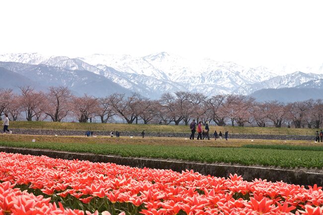 ずーっと一度見たいなと考えていた、富山県あさひ舟川の、チューリップと菜の花と桜と背景の雪山が同時に見ることができる「春の四重奏」に行ってみました。抗癌剤点滴の関係で日程が少し早くなり、残念ながらまだ少し早く綺麗な四重奏は見ることができませんでしたが、充分景色を堪能できました。また富山市内では松川沿いの桜並木が満開でした。しかし富山でさえあちこちに地震の被害を目の当たりにし、その被害の大きさに驚きました。夜は富山の地物しか出さない「銀八鮨」にお邪魔しましたが、久しぶりに富山では当たりでした。宿泊先のエクセルホテル東急では、北陸割のキャンセルが出たとのことで半額でよい部屋に泊まることができラッキーでした。<br />翌日は先週に引き続いて福井で新幹線を下車、桜100選に選定されている足羽川の桜並木を鑑賞して帰宅しました。
