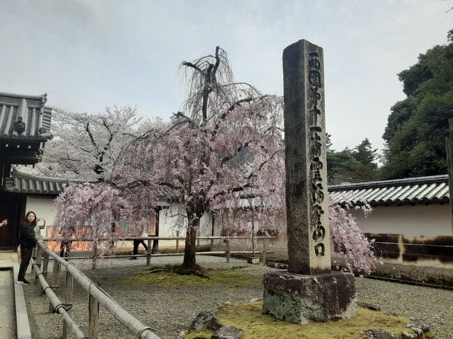 桜満開の頃、醍醐寺に行きました。<br />醍醐の花見は、降るような桜シャワー！<br />それだけに、花見客もたくさん！<br /><br />御朱印は？いただけました。か？<br /><br />その後、今熊野にも足を伸ばしました。