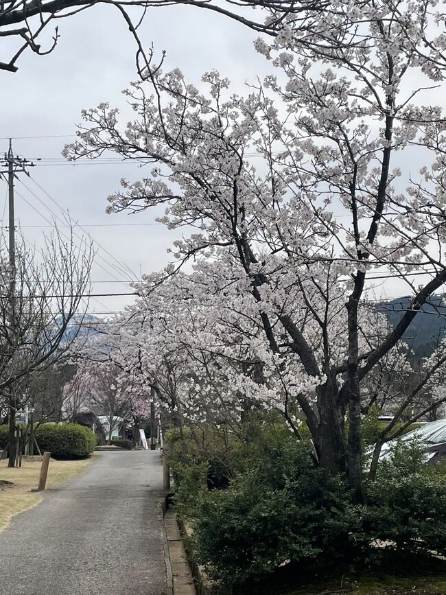 富山の桜の名所の一つ、桜ヶ池。そろそろ見頃かなと思い訪れてみました。池周辺の桜は満開でした。しかし、近々公園が閉ざされるとの看板があり、改修工事が行われるようです。長期間閉鎖されるようで今年を逃すと数年訪問できなくなるところでした。