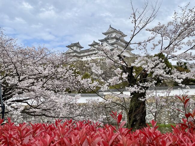 塗り替えからずっと行ってみたかった姫路城と有馬温泉へ車で出かけました。<br /><br />ちょうど桜が満開になった日曜日、姫路城の周りは想像以上の大混雑。<br />ふだんお花見は近所で済ませていたので有名観光地の花見日和の混み具合、見通しが甘かった。<br /><br />姫路城近くの駐車場はどこも満車で閉鎖されて待つことも出来ず、移動するにも渋滞でなかなか動かない状態でした。<br />たまたま運良く細い脇道に駐車場を見つけたおかげで停められたけど、もし見逃してたら城の見学の時間が足りなかったかも。<br /><br />肝心の白鷺城と言われる城は、近くで見ると少し黒ずみ始めてたけど遠目で見るとまだまだきれいで、満開の桜との景色は美しかったです。