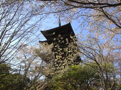 かないどでかないど御膳を頂いてから備中国分寺で散り始めた桜と五重塔のある風景を楽しむ