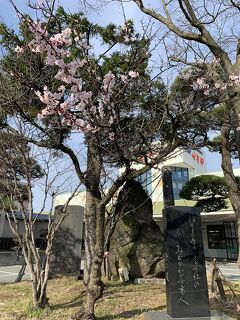 ラーメン食べて、クルーズ船を見る(中華そば肴yamagoへ)