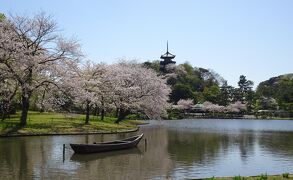 横浜・三渓園　さくら　2024年