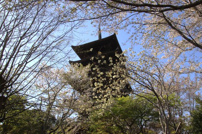 五重塔と散り始めた桜