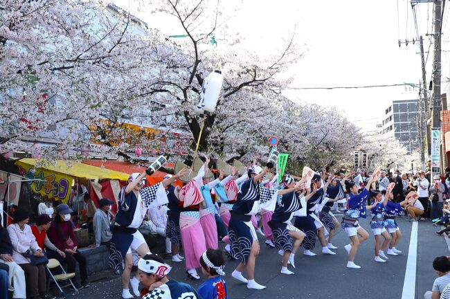 2024年4月7日(日)、東京大田区の馬込大桜まつりは最終日。桜並木通りは車両通行止めとなり各地の踊りチームがスーパーキタムラの前で乱舞していました。