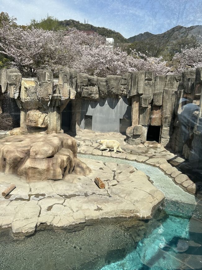 神戸・京都・奈良３日で８万５千歩【ダイジェスト①】"神戸 王子動物園" で、"旭山動物園から越してきたホッキョクグマのゆめちゃん" と再会！