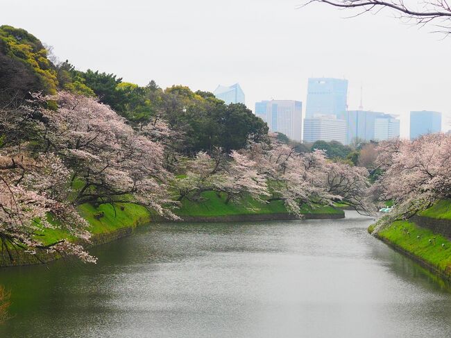 東京桜詣で2024　目黒川＆千鳥ヶ淵＆砧公園　花より団子は用賀・再来軒の幻のラーメン　ラージャー玉って何じゃ？