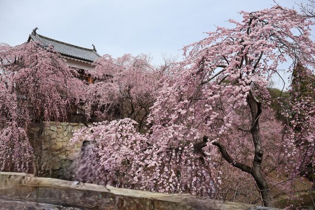 上田のソメイヨシノの開花日は本日4/7、2024年は全国的に1週間の遅れで、お花見の計画はいずこも外れ気味。<br /><br />千本桜まつりの最終日に合わせて計画していたけれど、期間延長とな（笑）<br />あ～あ、と思っていたけれど、東虎口櫓門の枝垂れ桜は何と満開！<br /><br />宿泊は別所温泉！<br />信州最古といわれ、泉質は弱アルカリ性、美人の湯とも呼ばれている。<br />効能は、胃腸病・神経痛・筋肉痛・冷え性・痔疾・関節痛・病後回復・健康増進・糖尿病・婦人病・運動機能障害と数多。<br />次は湯治に来なくちゃいけない。<br /><br />1日め　22,075歩<br /><br />東京駅→（あさま）→上田駅…上田城址公園/上田市博物館・櫓門・真田神社…北国街道柳町…常田館製糸場…上田駅→（別所線）→別所温泉→（シャトルバス）→南條旅館<br />