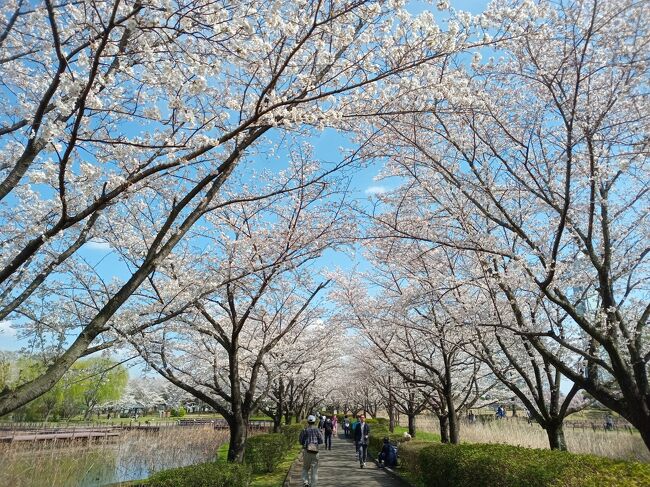今年は3月になって寒い日が続いたため、東京近郊でもソメイヨシノが開花したのが何と３月末日、満開は4月になってからです。ここ10年で最も開花、満開日が遅い状況です。今年の4月最初の土日は両日とも埼玉県の桜を巡ります。<br />初日は大宮公園、岩槻城址公園、伊奈町にある無線山の県東部、翌日は熊谷と行田の県北部を廻りした。公園に点在する多くの桜や桜トンネル、長距離に渡る土手沿いの桜並木と菜の花、城の桜と訪れたところすべてでほぼ満開、美し過ぎる絶景を楽しむことができました。<br /><br />--------------------------------------------------------------------------------<br />スケジュール<br /><br />　4月6日　自宅－（自家用車）大宮公園－岩槻城址公園－無線山桜並木<br />　　　　　－自宅<br />★4月7日　自宅－（自家用車）熊谷堤－忍城－古代蓮の里－自宅