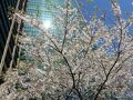 【東京良爺散歩　Tokyo Easy Sampo　冬の港区】泉ガーデン＆アークヒルズの桜をササッと見てきたの巻