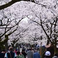 がいせん桜と真庭のグルメ