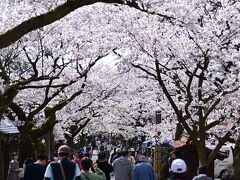 がいせん桜と真庭のグルメ