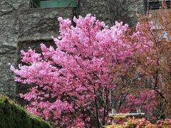 陽光桜