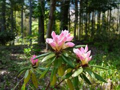 春光あふれる山野草の森