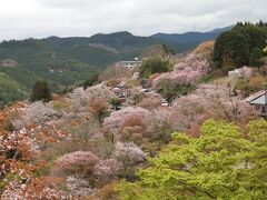 吉野千本桜