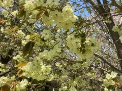 小石川植物園で桜