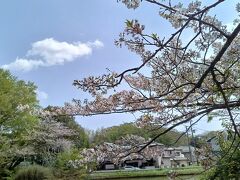 松が丘緑地の桜～我が家のminiBBQ～