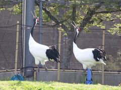 きびじつるの里で抱卵中の丹頂鶴を観てから旬感広場晴れのち晴れと農マル園芸吉備路店でショッピング