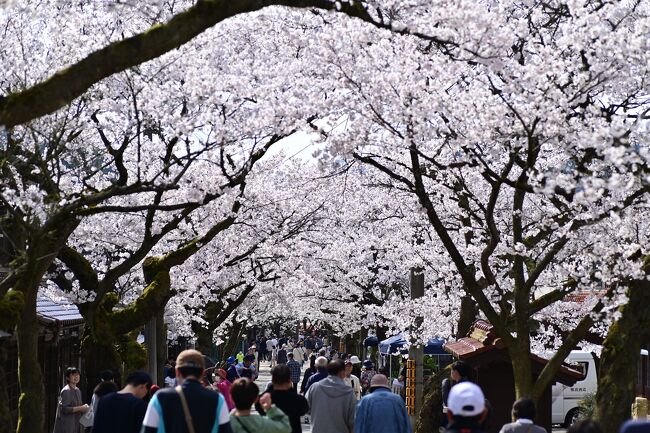 岡山県の花見シーズンの最後を飾る「がいせん桜まつり」に足を運んだ。樹齢100年を超える古木など140本弱の桜のアーケードが約400メートルに渡って伸びるさまは、桃源郷という言葉を連想させる。コロナ禍が明けた2024年は人手が早くから繰り出しており、午前９時前に着いたが、最も近い駐車場はすでに満車だった。帰途は蒜山の桜を楽しんだほか、真庭市のグルメを堪能した。