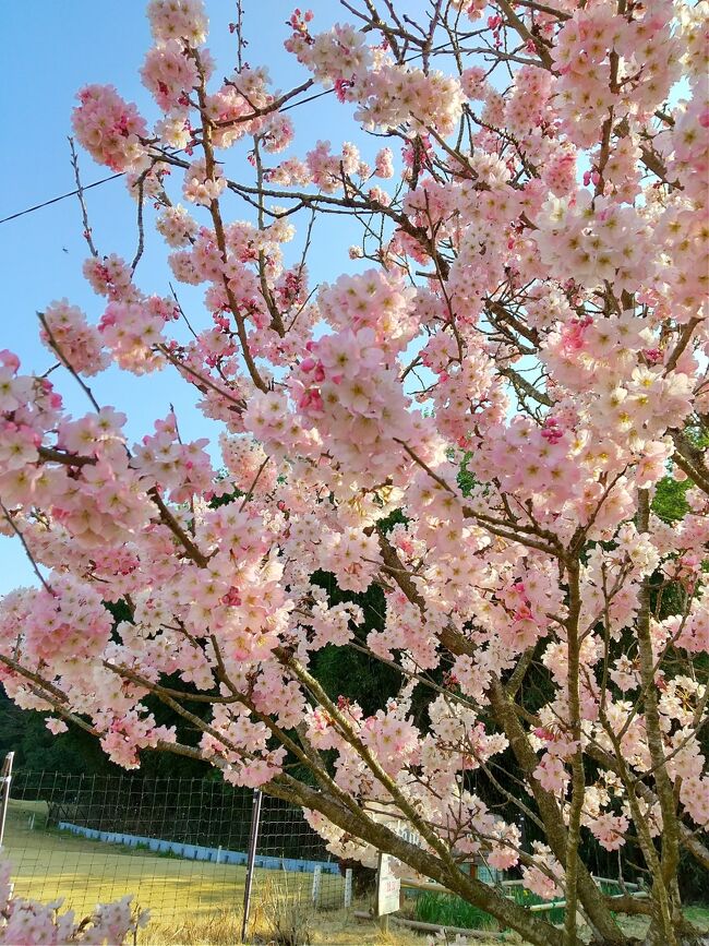 実家の両親とちょっと墓参りに出かけた後に桜を見に行こうと提案しました！<br /><br />南足柄市広町にある『パークゴルフ場』の周りを囲む桜並木を見に出掛けました！<br /><br />ここの桜は南足柄に住む春木さんという方が品種改良して出来た「春めき桜」という品種です♪<br />ソメイヨシノよりも早めに咲く桜で、今が丁度咲き頃見頃なのです！<br /><br /><br /><br />