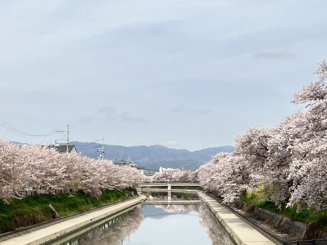 2024年4月11日　木曜日　天気　晴れ<br />最高温度　20.3℃　／　最低温度　10.0℃<br />桜は満開を過ぎ散り桜だった。今年は4/7日日曜日が最高の日だったようです。<br /><br />・背割提　日本4番目の桜の名所（京都八幡市）<br />・前川提　京都200選に剪定されてる名所（京都久御山町）<br />・伏見港　十石船で有名（京都市伏見区）<br /><br />3月29日（金）京都開花宣言<br />4月5日（金）　満開<br />4月7日（日）最高ピーク<br />4月8日（月）花散らし雨が降る・・・・<br />4月13日（土）　桜として鑑賞の限界？<br /><br />位置情報がある写真は　iPhone　8<br />　　　　　ない写真は　キャノンコンデジパワーショットSX60HS<br />　